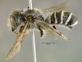 Media type: image;   Entomology 610873 Aspect: habitus lateral view